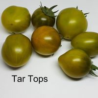 Tar Tops
